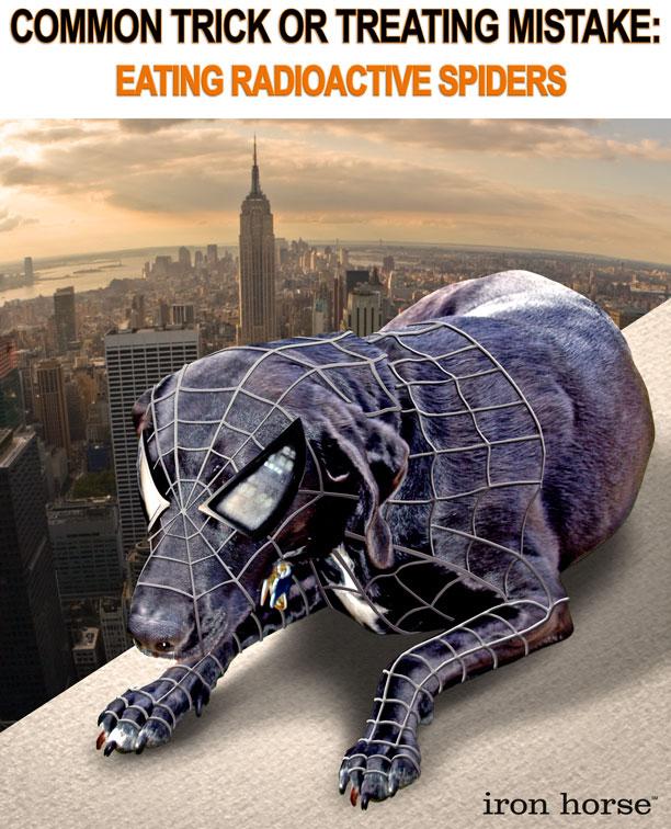 spider dog